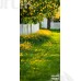 Tło fotograficzne Cytryny 3466
